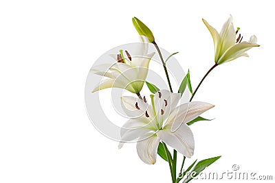 Beautiful white lilies, on white Stock Photo