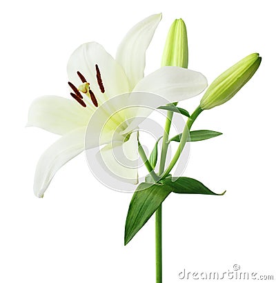 Beautiful white Lily Lilium, Liliaceae with buds isolated on white background, including clipping path. Stock Photo