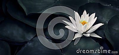 Beautiful white lotus flower closeup. Exotic water lily flower on dark green leaves. Fine art minimal concept nature background Stock Photo