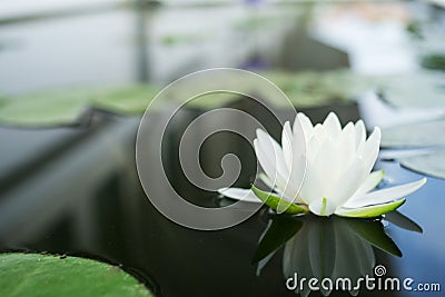 The beautiful white lotus flower or water lily reflection with w Stock Photo