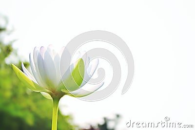 Beautiful white lotus, On a white sky background Stock Photo