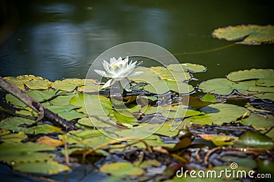 Beautiful white Lotus Stock Photo