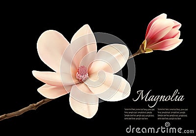 Beautiful white magnolia flower on a black background. Vector Illustration