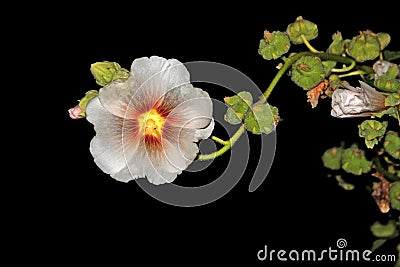 Beautiful white malva at night Stock Photo