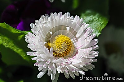 Beautiful white Marguerite, Daisy flower - Leucanthemum vulgare Stock Photo