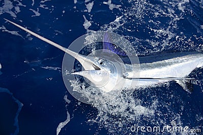 Beautiful white marlin real billfish sport fishing Stock Photo