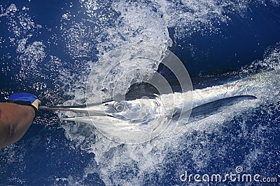 Beautiful white marlin real billfish sport fishing Stock Photo