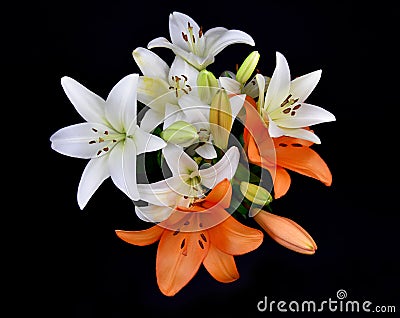 Beautiful white and orange lily flower top view stock images Stock Photo