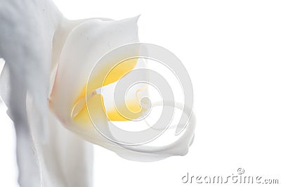 Beautiful White Orchid Flower around white background. extrime macro shot Stock Photo