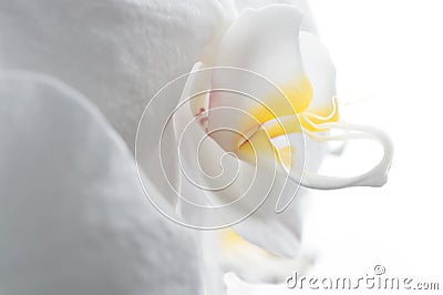 Beautiful White Orchid Flower around white background. extrime macro shot Stock Photo