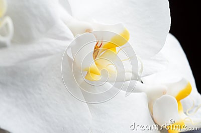 Beautiful White Orchid Flower around black background. extrime macro shot Stock Photo