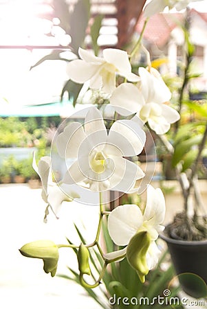 Beautiful white orchid flower in the garden, vertical view. Stock Photo