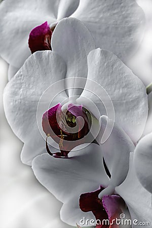 Beautiful white phalaenopsis orchid Stock Photo