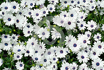 Beautiful white osteospermum Stock Photo