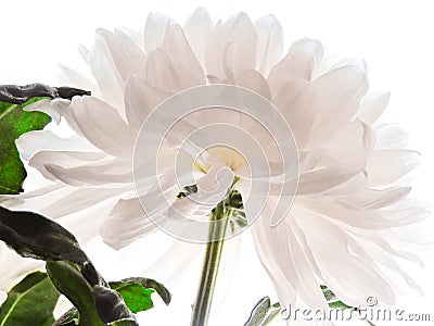 Beautiful white peony flower background. Beautiful flowers, peonies. Floral background, closeup photo of peonies Stock Photo