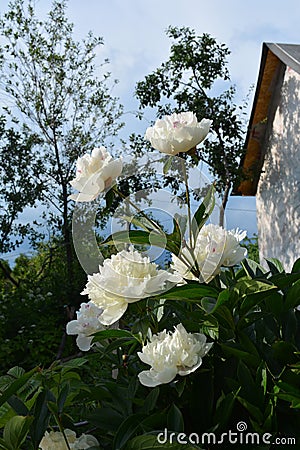 Beautiful white peony flowers in the garden. Blooming plant on the background of house in the beginning of summer Stock Photo