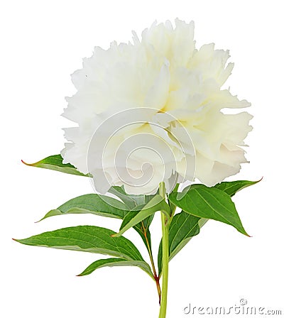 Beautiful white Peony Pfingstrose, Shirley Temple isolated on white background, including clipping path. Stock Photo