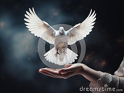 A beautiful white pigeon in caring female hands Stock Photo