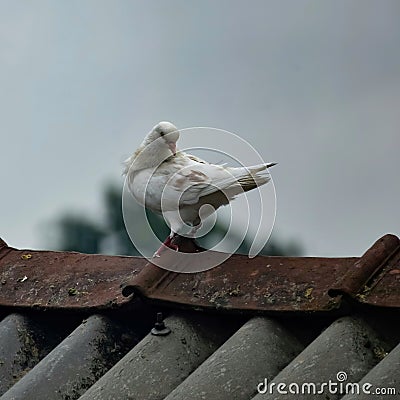 A beautiful white pigeon is sitting on a wooden dovecot Stock Photo