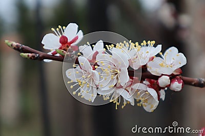 Beautiful white and pink apricot flowers on a branch on a dark background bloom in spring, a positive spring flower landscape Stock Photo
