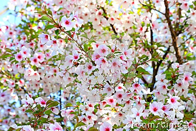 Beautiful white and pink cherry flowers bloom on a tree branch. Cherry fruit tree close-up. Romantic gentle floral Stock Photo