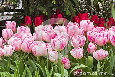 Beautiful white pink tulips Foxtrot species Stock Photo