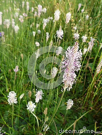 Beautiful white plantain plant in blossom Stock Photo