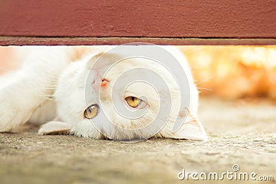 Beautiful white playful cat outdoors Stock Photo