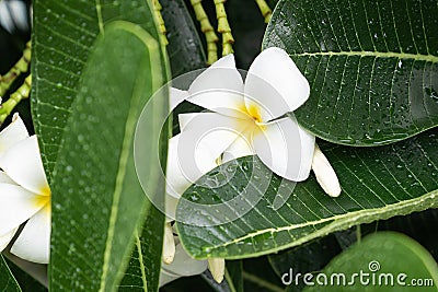 Beautiful white plumeria flower Stock Photo