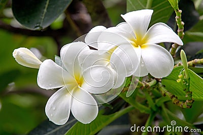 Beautiful white plumeria flowers. Stock Photo