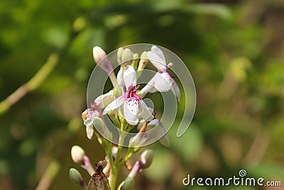 Beautiful White Pseuderanthemum Flower With Pink Color Closeup Stock Photo