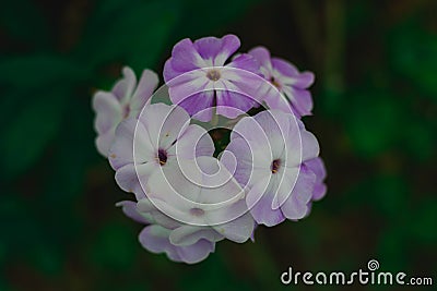 Beautiful white and purple flower on green blury background Stock Photo