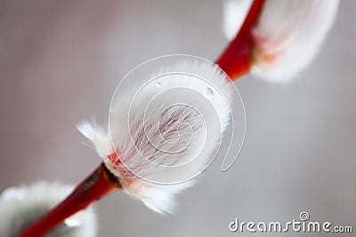 Beautiful white willow Stock Photo