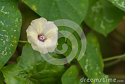 White flower on green background Stock Photo