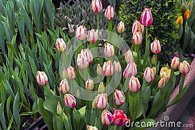 Beautiful white-red tulips Stock Photo