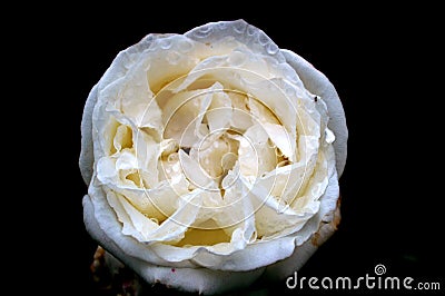 Beautiful white rose flower Stock Photo