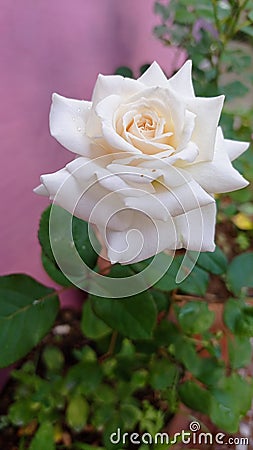 Beautiful white rose flower in Someshwar velly Stock Photo