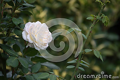 White rose with thorns in a garden Stock Photo