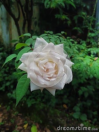 A beautiful white rose shot from close angle. Stock Photo