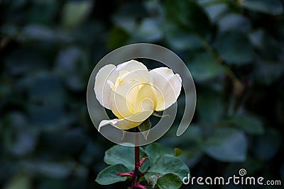 Beautiful white rose. Stock Photo