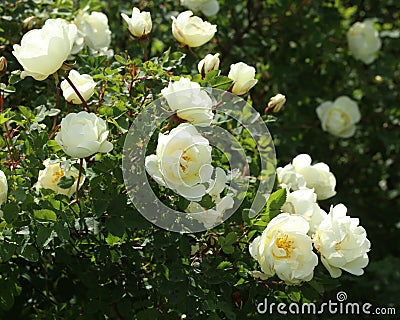 Beautiful white roses bush.Natural white roses background Stock Photo