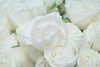 The beautiful white roses. Stock Photo