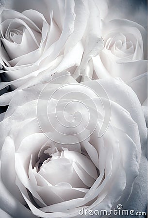 Beautiful white roses in full frame like artistic romantic flower image Stock Photo