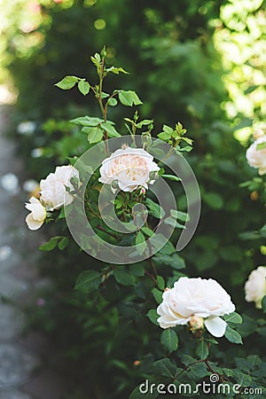 Beautiful white roses in botanic garden Stock Photo