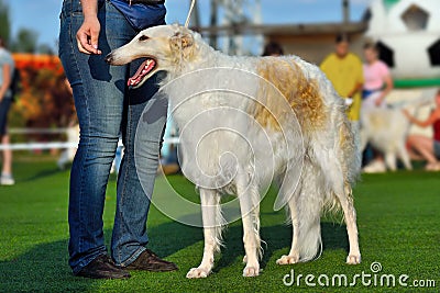 Beautiful white russian hunting sighthound Stock Photo