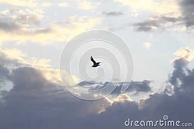 Beautiful white sea gull soars against the blue sky in clouds. Stock Photo