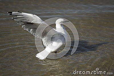 A beautiful white Seagull is Landing in Estuary on summer afternoon Stock Photo