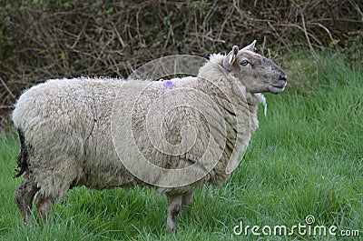 Beautiful White Sheep Roaming A Field In Ireland Stock Photo