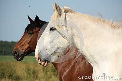 Beautiful white shire horse portrait in rural area Stock Photo