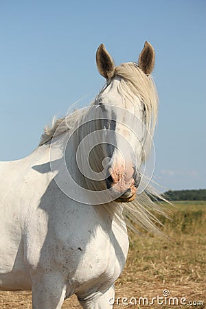 Beautiful white shire horse portrait in rural area Stock Photo